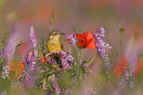 Agriculture durable.jpg