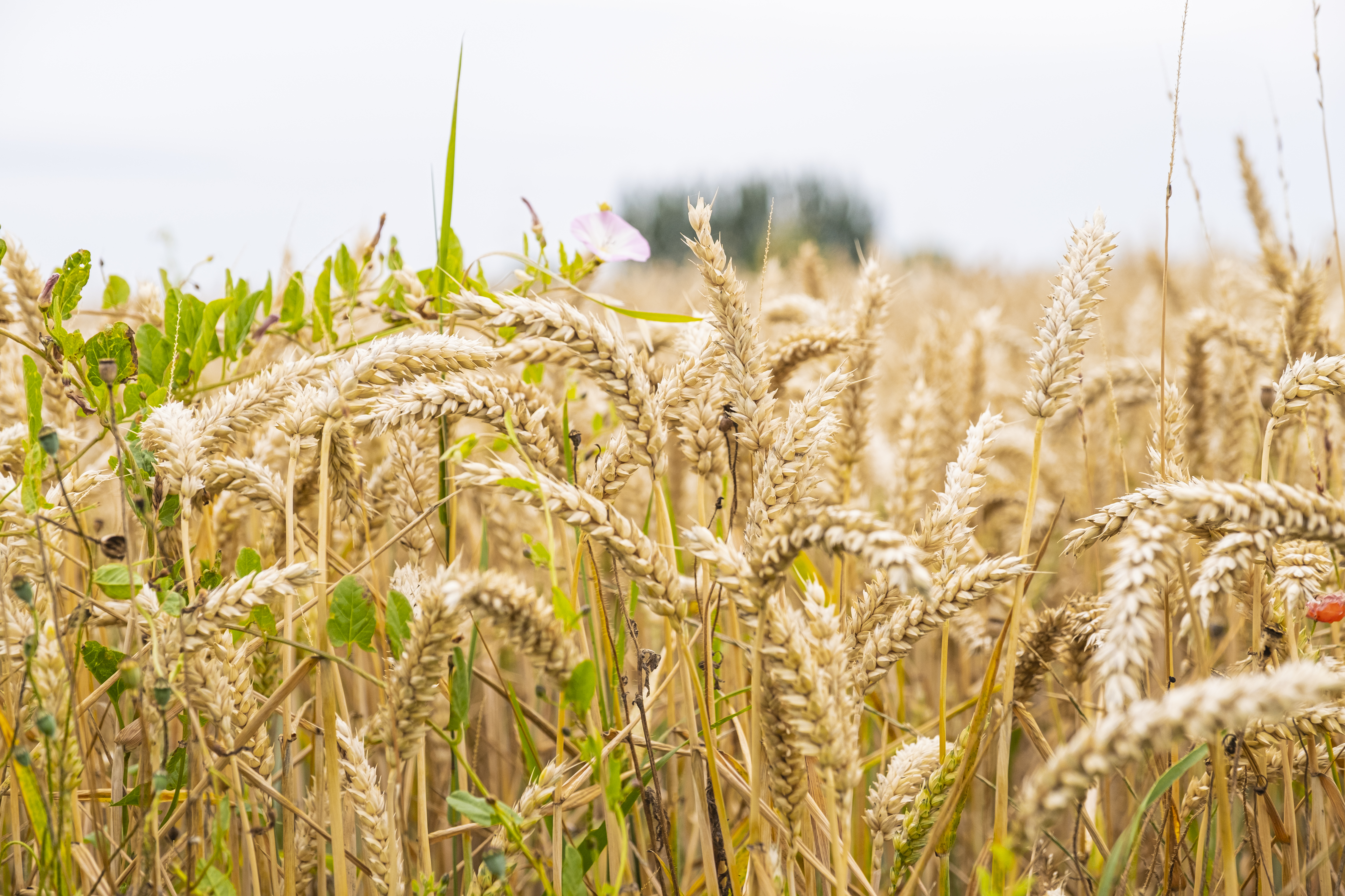 Événement: Colloque  – Réduction de l’utilisation des produits phytopharmaceutiques en agriculture