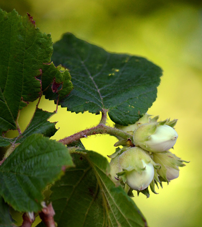 Affiche Semaine de l'arbre - activités Natagriwal